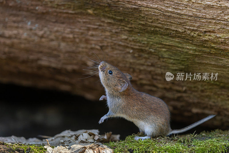 银行田鼠（Myodes glareolus）